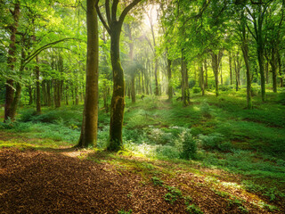 Obraz premium forest with tall trees and sunlight