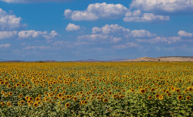 A cloudy sky and a sunflower field. Ripe sunflowers ready for harvest.