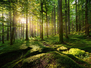 Obraz premium forest with tall trees and sunlight