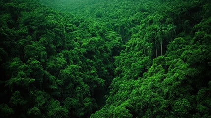 Obraz premium Aerial view of a lush forest canopy
