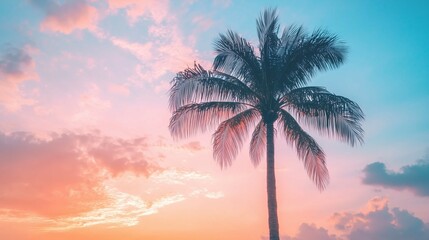 Obraz premium Sunrise silhouette of a sugar palm tree with clouds creates a beautiful color effect in the sky ideal for a copy space image 