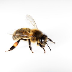 Abeille sur fond blanc.