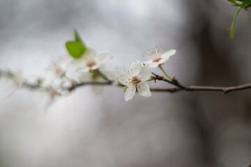 kwitnąca gałązka wiśni