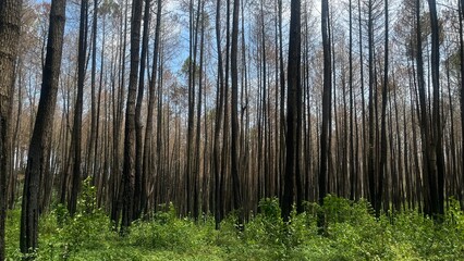 Obraz premium Refreshing Pine Forest with a Peaceful Natural Atmosphere