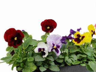 Fleurs de pens&eacute;es.