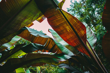 Beautiful and colorful palm leaves against the background of the blue sky and other green trees....