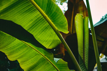 Beautiful and colorful palm leaves against the background of the blue sky and other green trees....