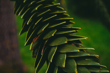 Green unusual plant in the park. Botanical Garden of the German city of Karlsruhe