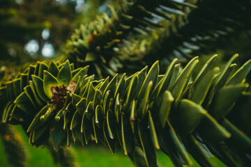 Green unusual plant in the park. Botanical Garden of the German city of Karlsruhe