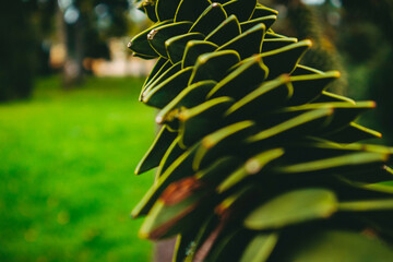 Green unusual plant in the park. Botanical Garden of the German city of Karlsruhe