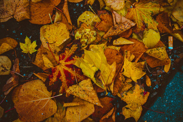 Different yellow leaves on the floor in autumn.