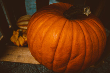 Pumpkins of different shapes and colors.
