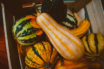 Pumpkins of different shapes and colors.