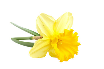 Daffodil Flower with Rich Yellow Hue isolated on transparent background