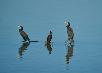 Cormorants in the river, perched