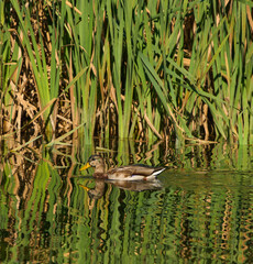 Female teal duck swimming on the river