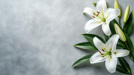 close up fresh white lily flower on light gray table background