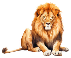 Obraz premium PNG Mammal animal lion white background.