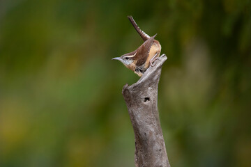 Obraz premium carolina wren on perch with tail up