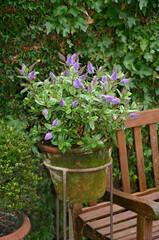 buis, veronique en pot, banc de jardin en bois, jardin de ville, quartier résidentiel, Uccle, Bruxelles, Belgique