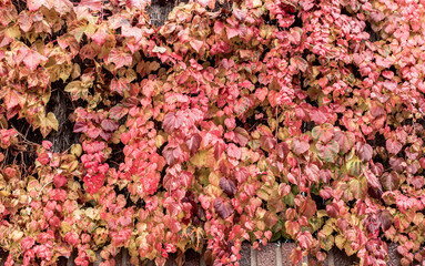 Fototapeta premium Beautiful vegetation with its autumn colors in red tones ,oranges, and yellows