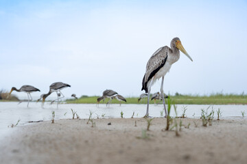 Yellow Billed Storks feeding
