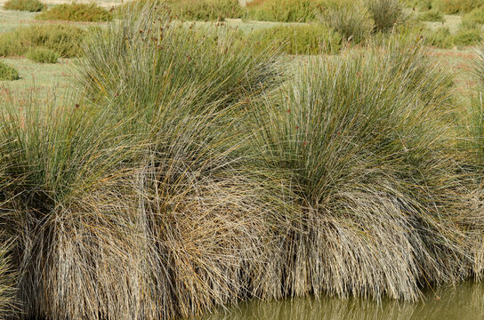 jonc piquant, juncus acutus, Parc Naturel R&eacute;gional de Camargue, r&eacute;gion Provence Alpes Cote d'Azur, Bouches du Rh&ocirc;ne, 13, France