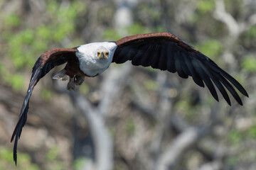 African Fish Eagle in flight