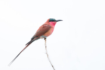 Bee-Eater on Perch