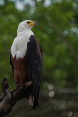 Fish Eagle Perching