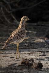 Spotted Thick-Knee 