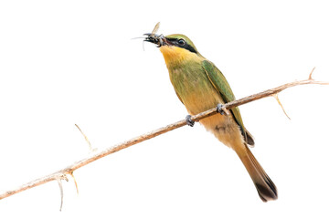 Bee Eater on a branch