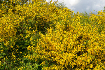 Obraz premium Genêt à balais, Cytisus scoparius