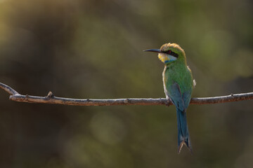 Obraz premium bee eater perched on branch