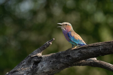 lilac roller on a branch
