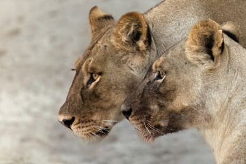 Naklejka premium Lionesses portrait