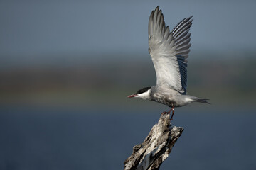 Tern taking off