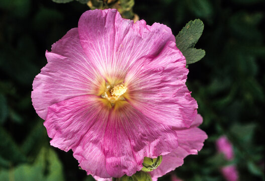 Rose tr&eacute;mi&eacute;re, Alt&eacute;a, Altea rosea cav.