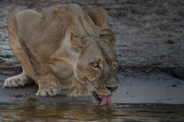 lion drinking