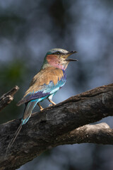 roller on branch