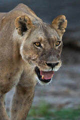 Portrait of a lion