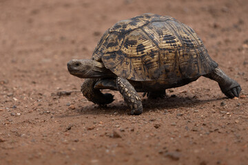 Tortoise walking