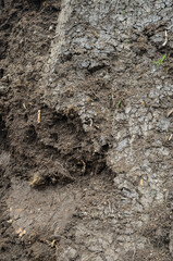 tourbe brune, potager, jardin, culture