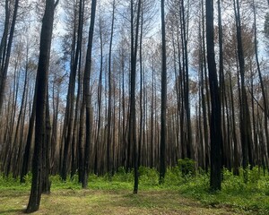 Obraz premium Refreshing Pine Forest with a Peaceful Natural Atmosphere