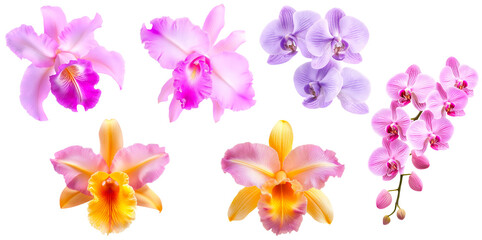 Collection of Colorful Orchid Flowers in Various Shades Isolated on a Transparent Background