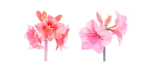 Obraz premium Pair of Pink Amaryllis Flower Clusters in Different Shades Isolated on a Transparent Background
