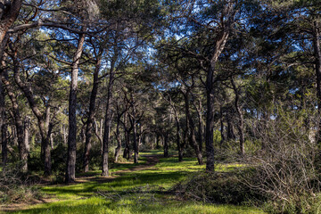 Sorgun Forest at sunny day in April. Side, Manavgat, Antalya, Turkey