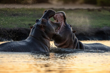 Fototapeta premium Fighting Hippos