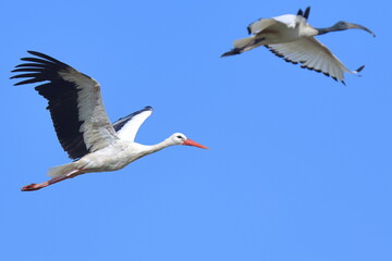 bellezza in volo