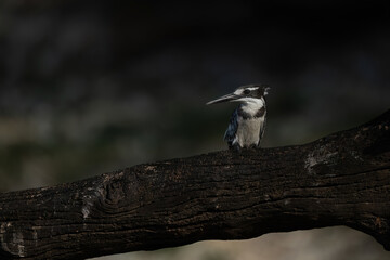 Kingfisher perched